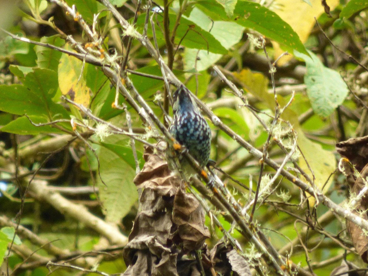 Beryl-spangled Tanager - ML645720652