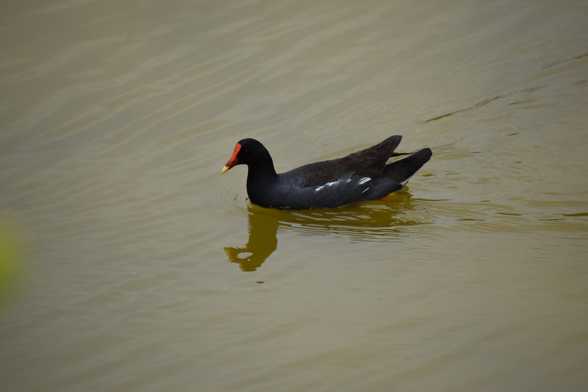 slípka americká - ML645720655