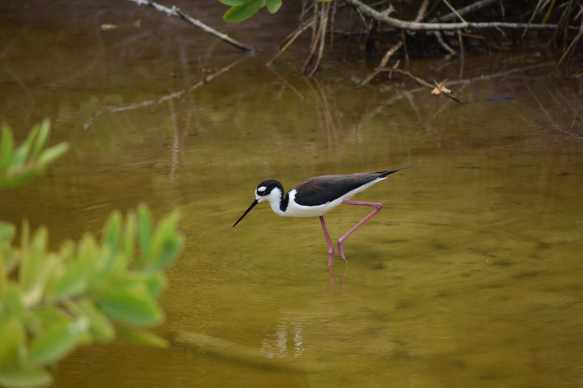 pisila černokrká - ML645720657