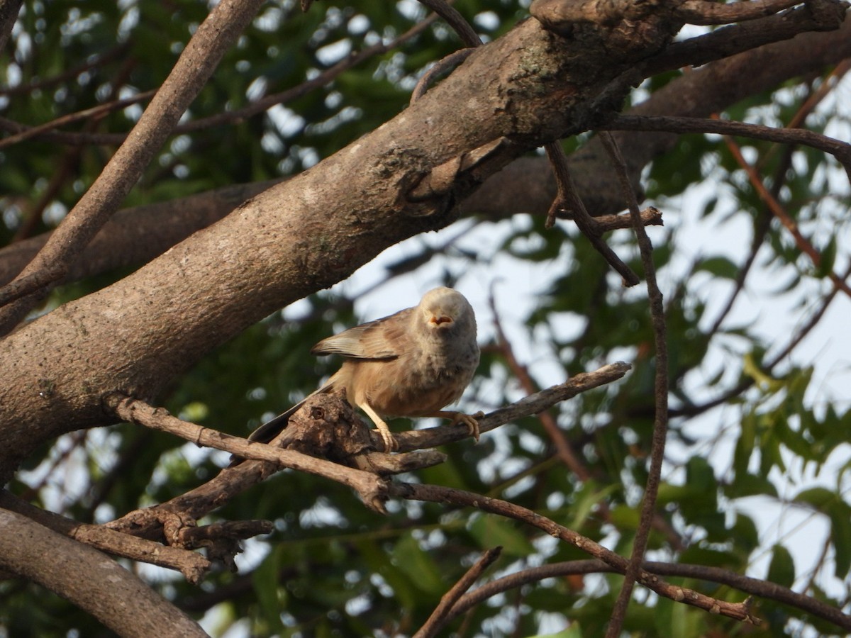 Yellow-billed Babbler - ML645720658