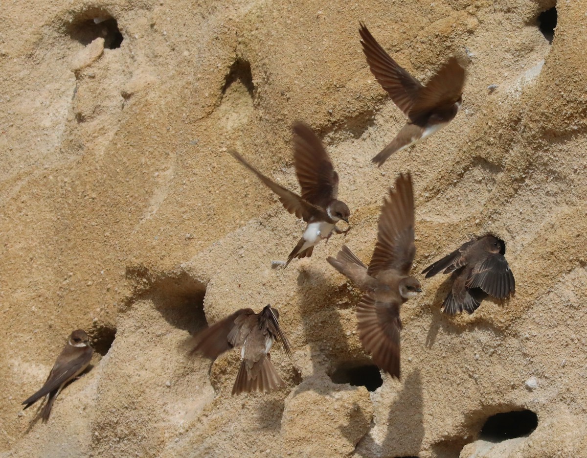 Bank Swallow - ML645720661