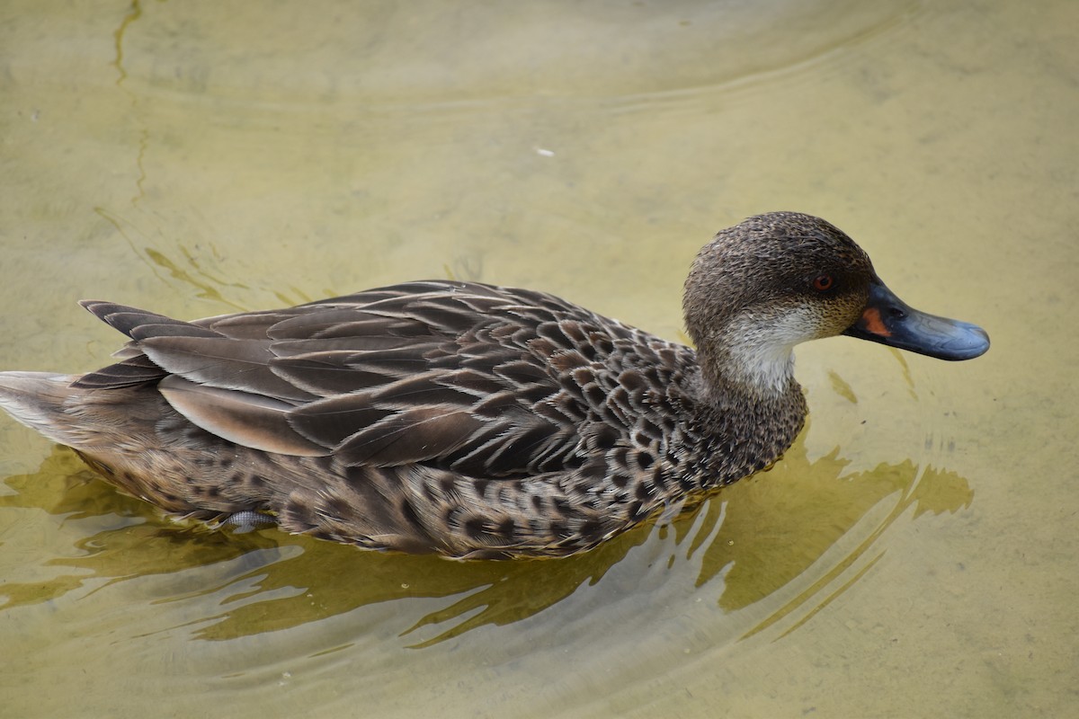 ostralka bělolící - ML645720663