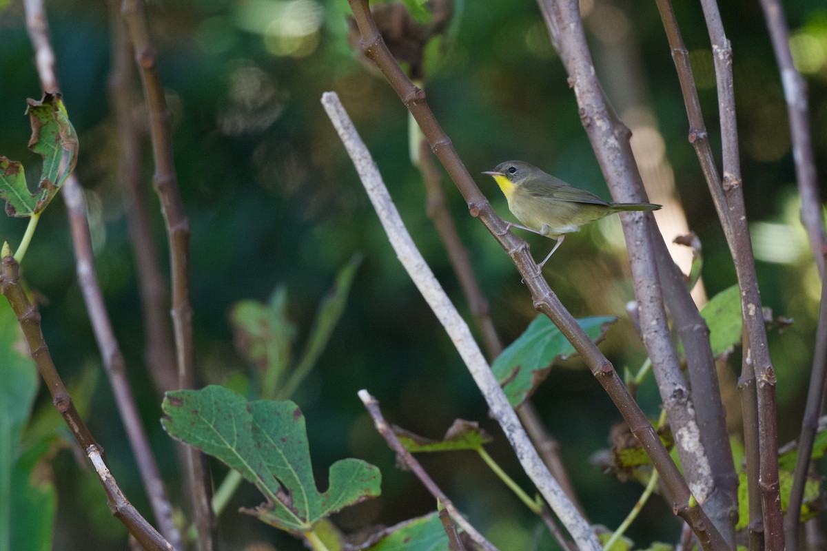 צהוב-גרון - ML645720672