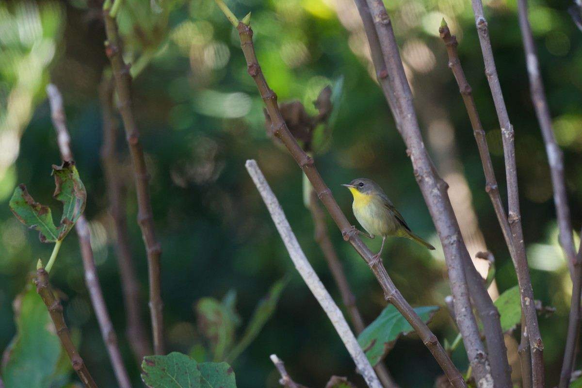 צהוב-גרון - ML645720673