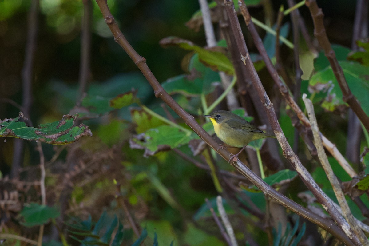 צהוב-גרון - ML645720674