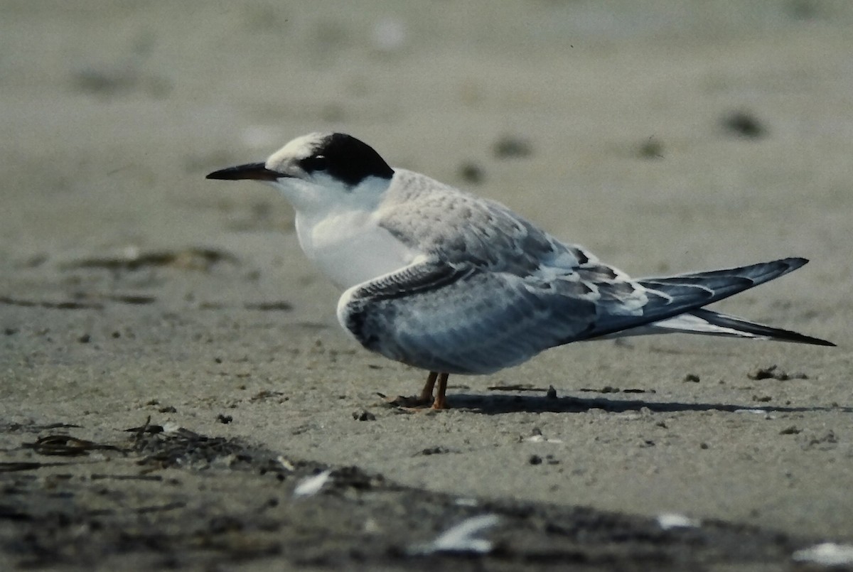 Речная крачка - ML645720677