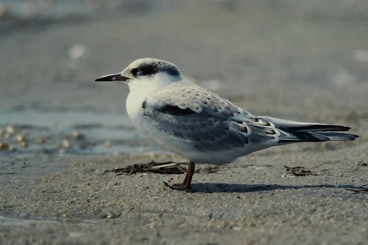 Речная крачка - ML645720678