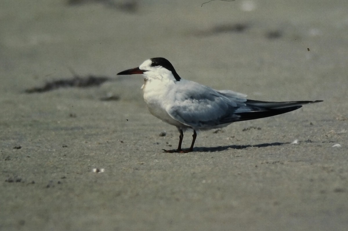 Речная крачка - ML645720679