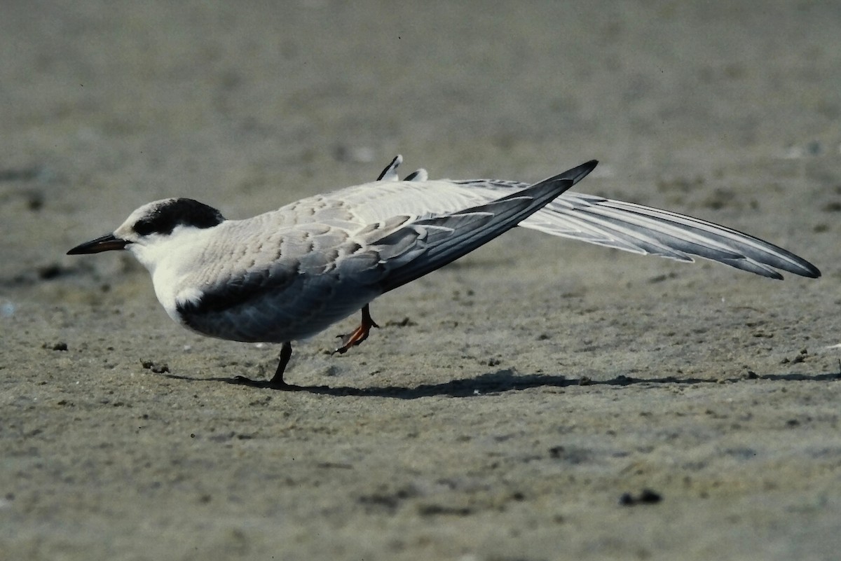 Речная крачка - ML645720680