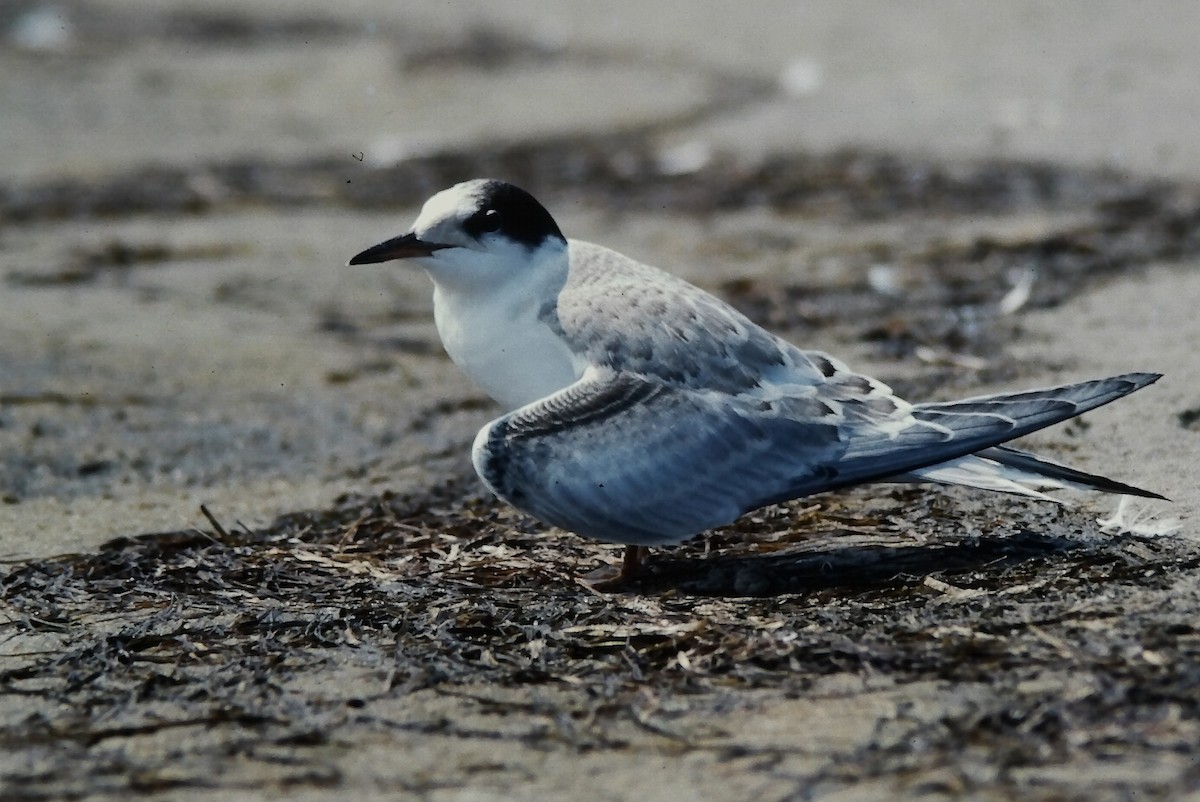 Речная крачка - ML645720681