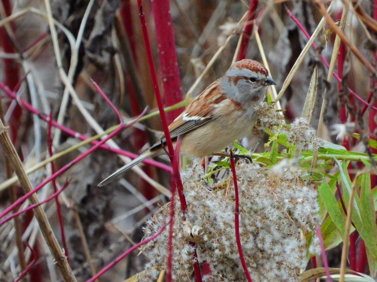 American Tree Sparrow - ML645720687