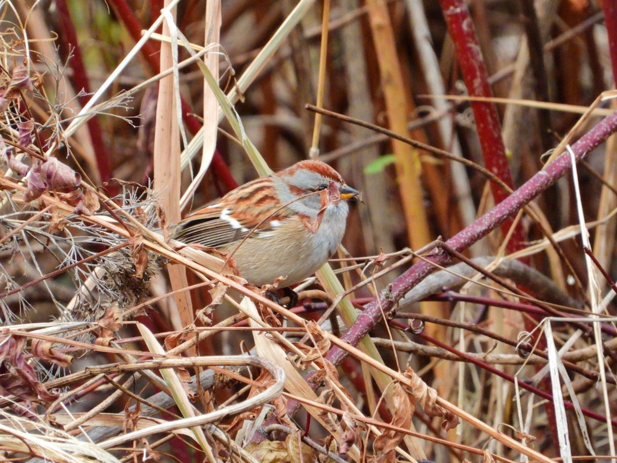 American Tree Sparrow - ML645720688