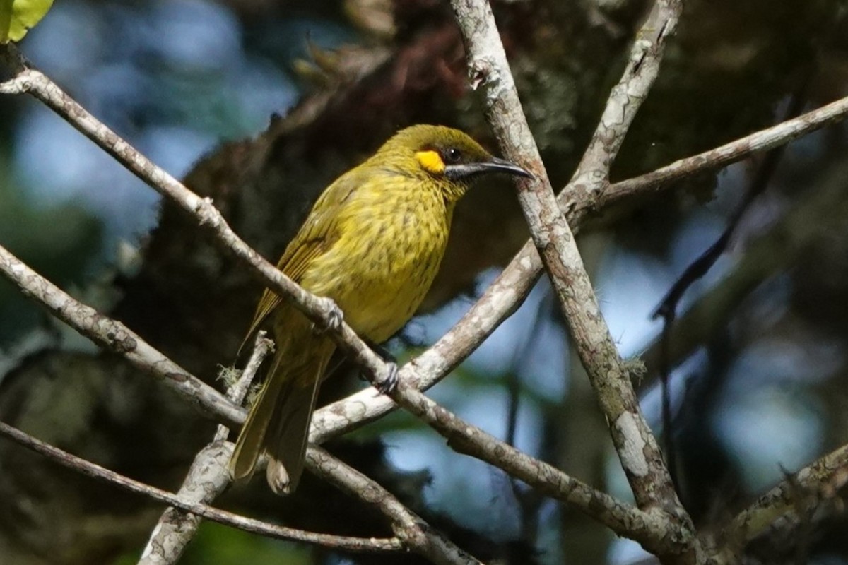 Yellow-eared Honeyeater - ML645720693