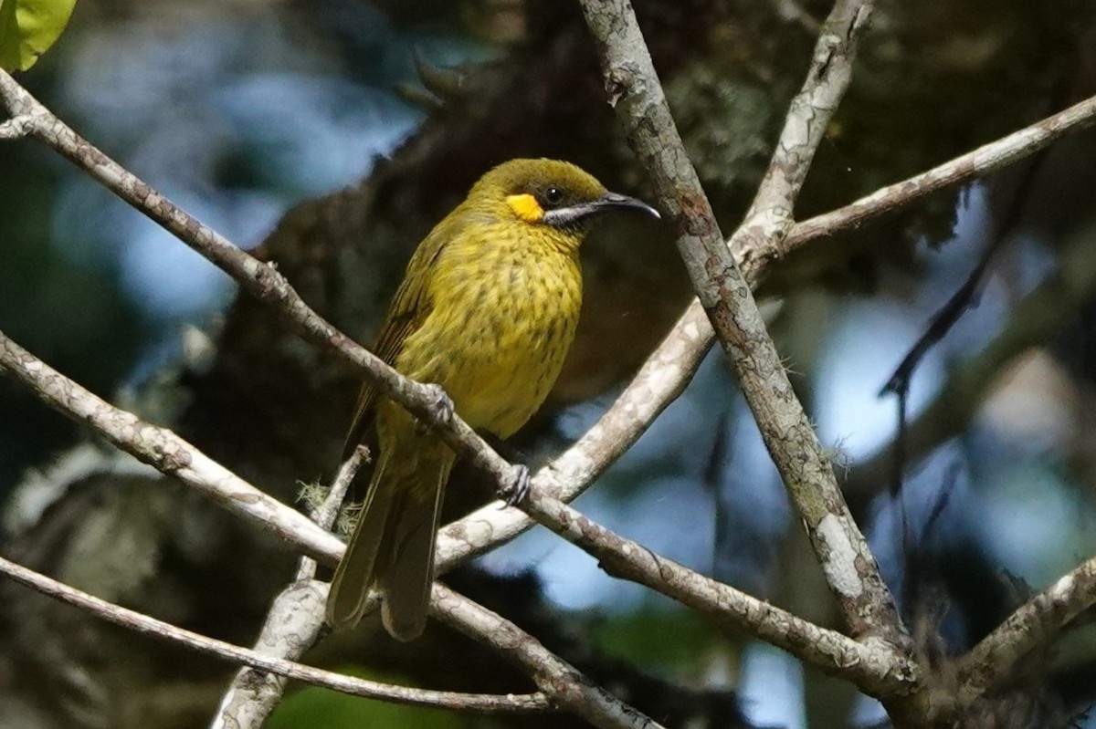 Yellow-eared Honeyeater - ML645720694