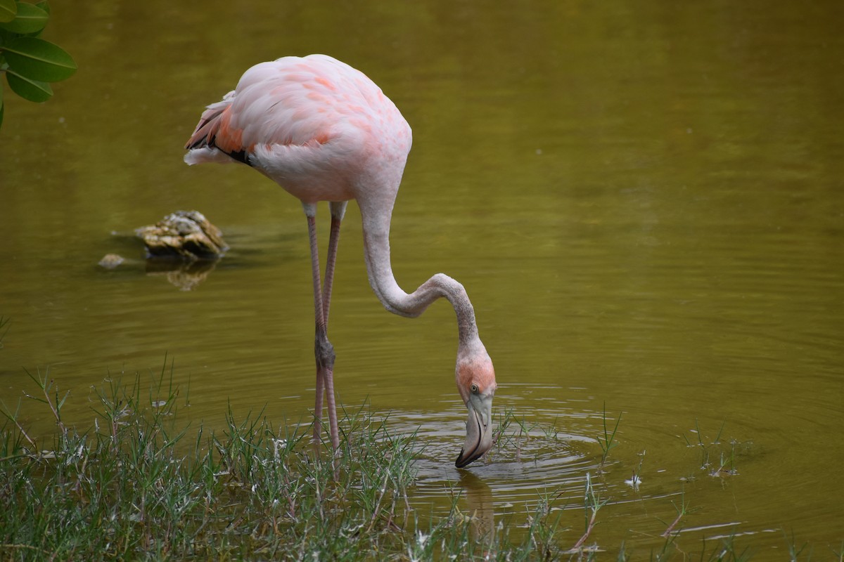 plameňák americký - ML645720697