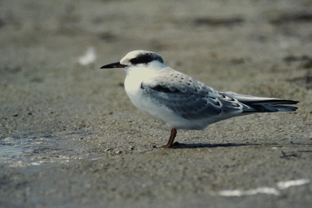 Речная крачка - ML645720699