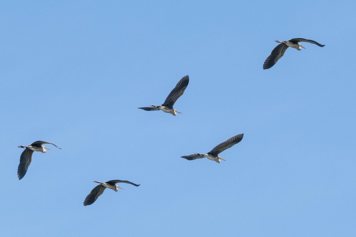 volavka červená - ML645720703