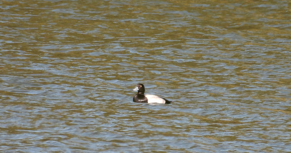 Porrón Bola - ML645720706