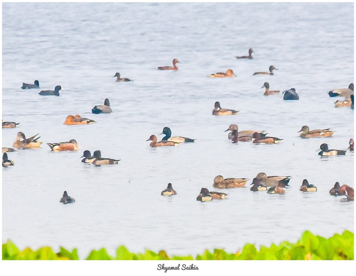 Greater Scaup - ML645720710