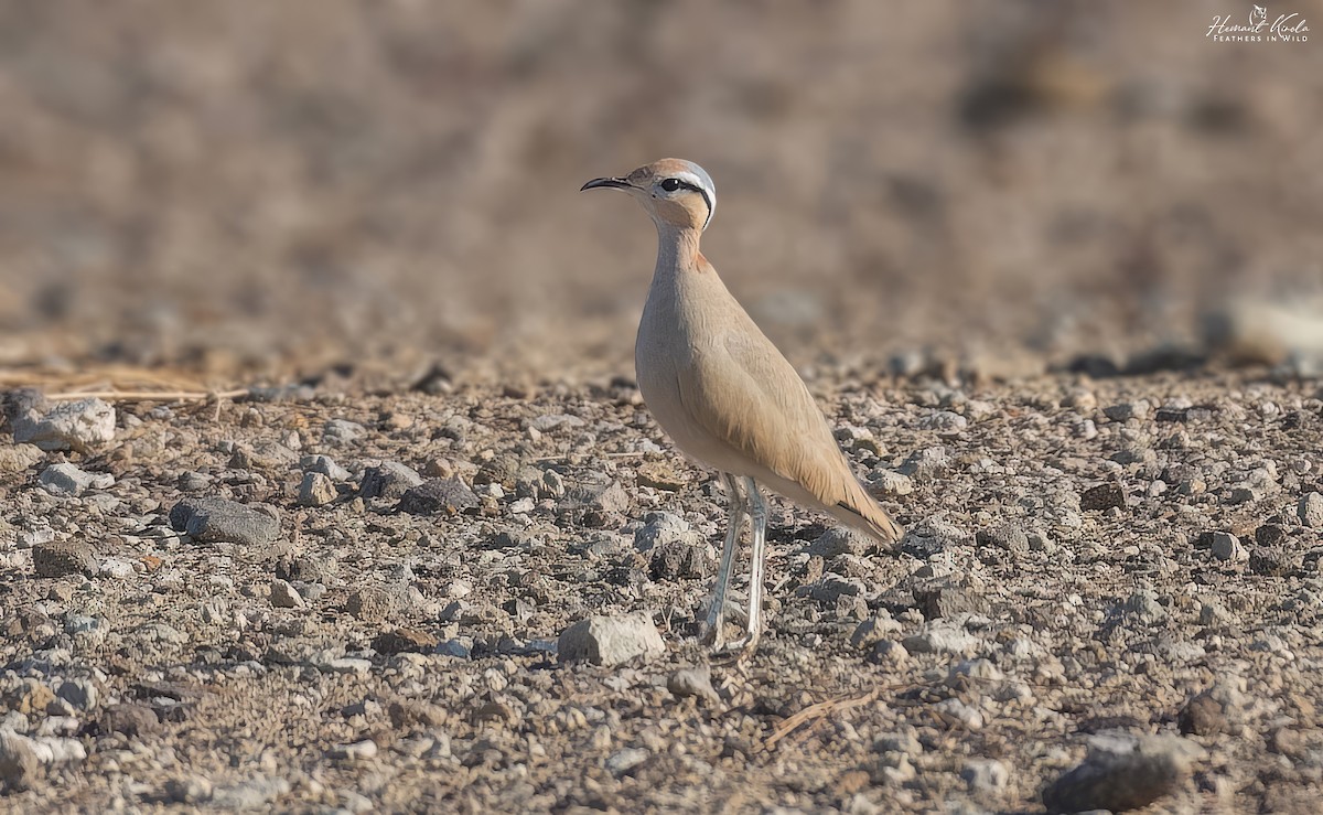 רץ מדבר - ML645720727