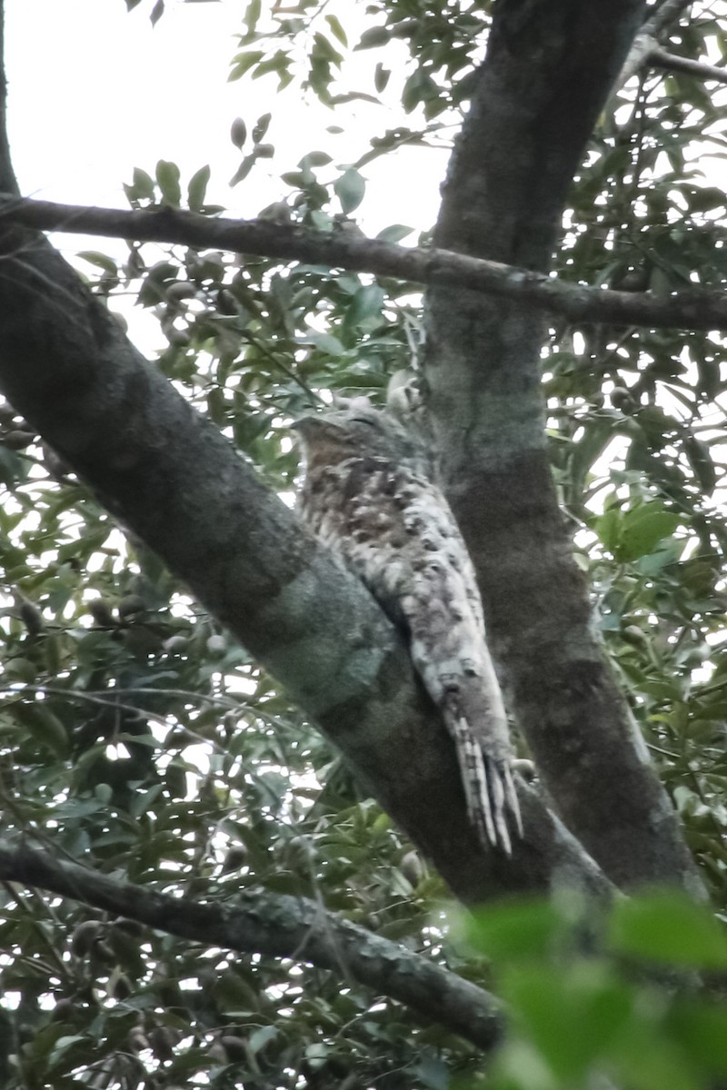 Great Potoo - ML645720728