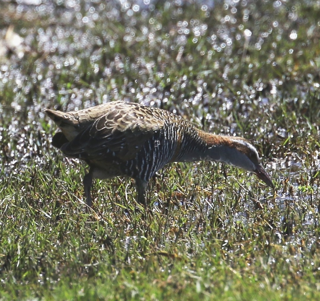 Buff-banded Rail - ML645720735
