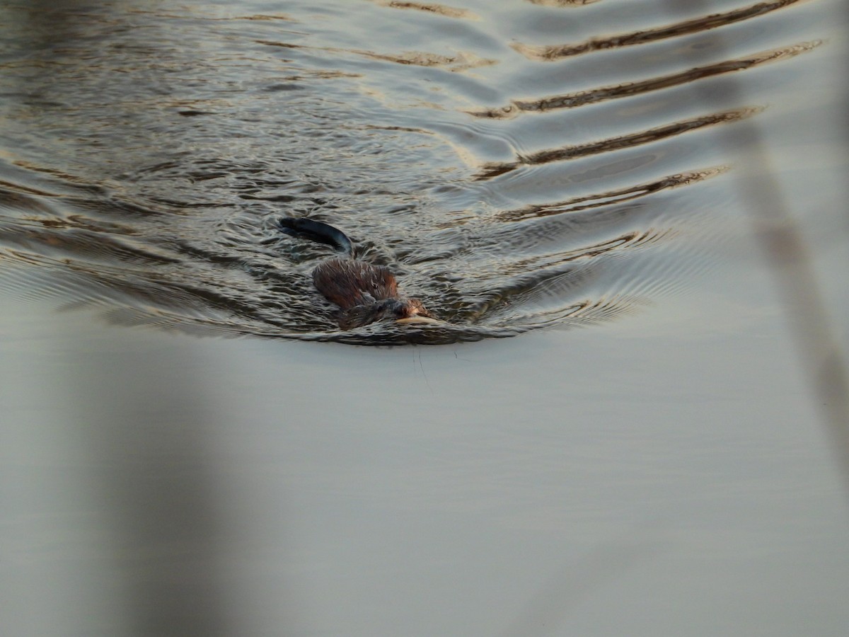 Animals - ML645720736