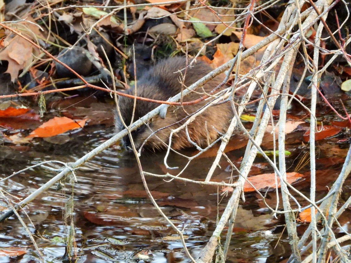 Animals - ML645720737