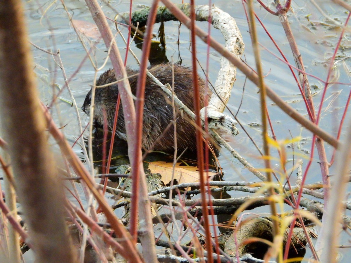 Animals - ML645720738