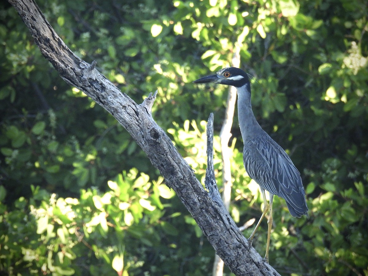 Sarı Tepeli Gece Balıkçılı - ML645720740