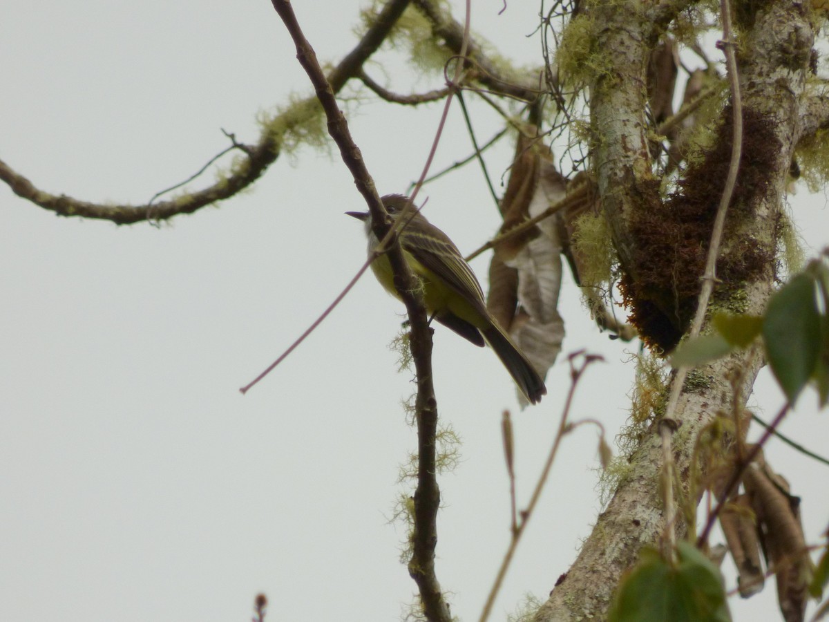 passerine sp. - ML645720741