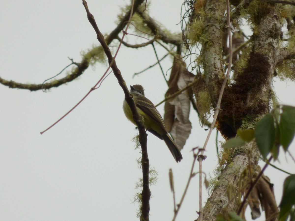 passerine sp. - ML645720742