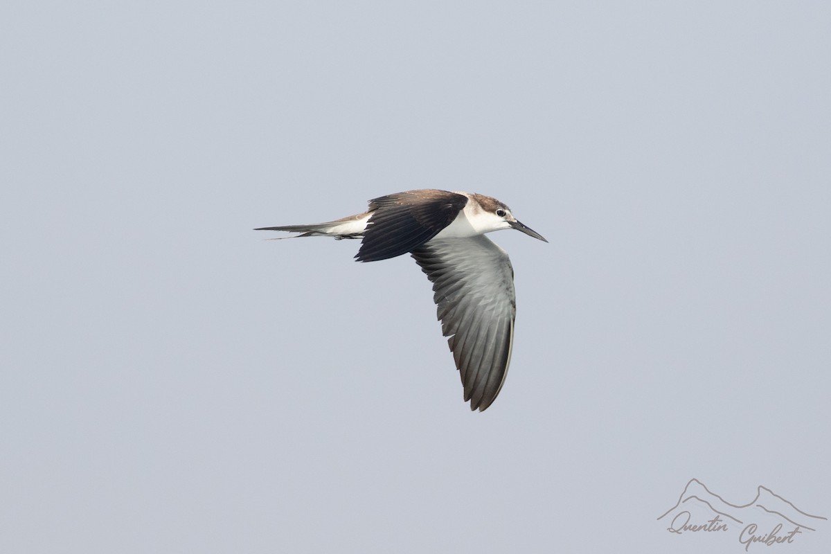 Bridled Tern - ML645720743