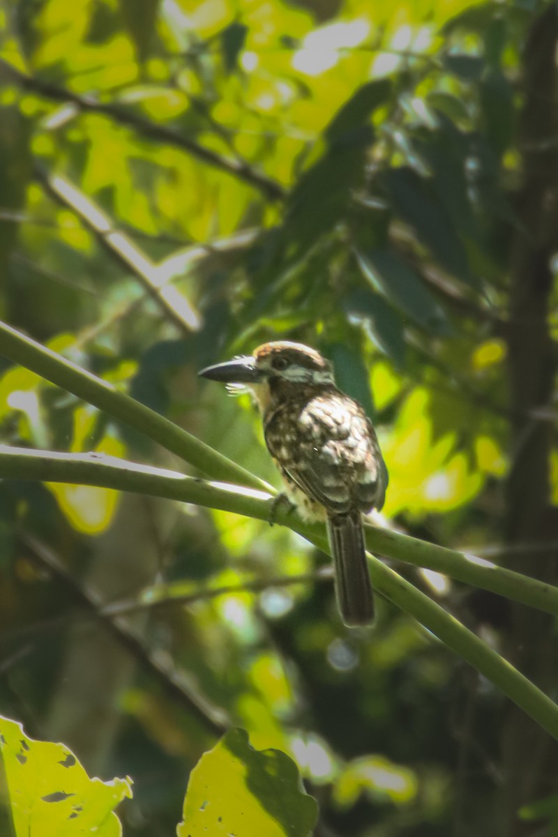 Two-banded Puffbird - ML645720748