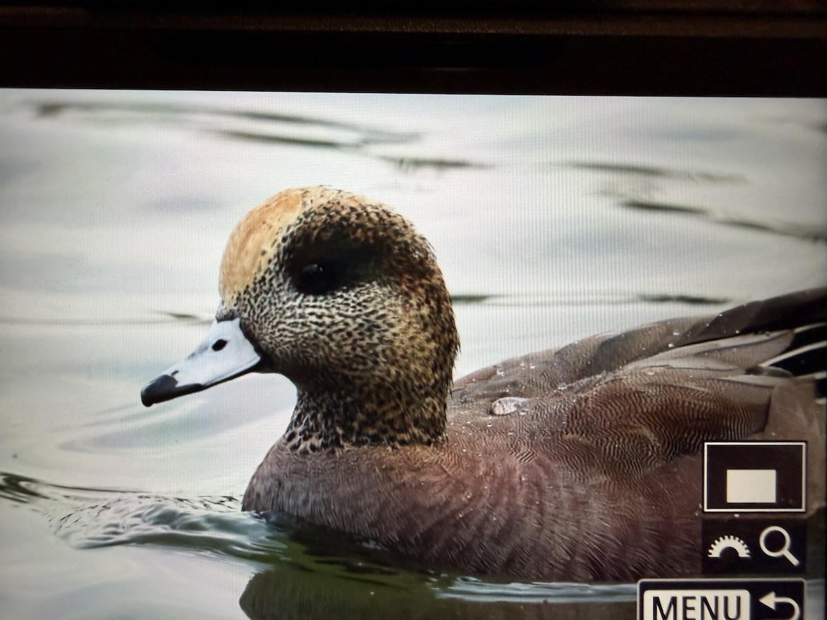 Ahate txistularia x txistulari amerikarra (hibridoa) - ML645720753