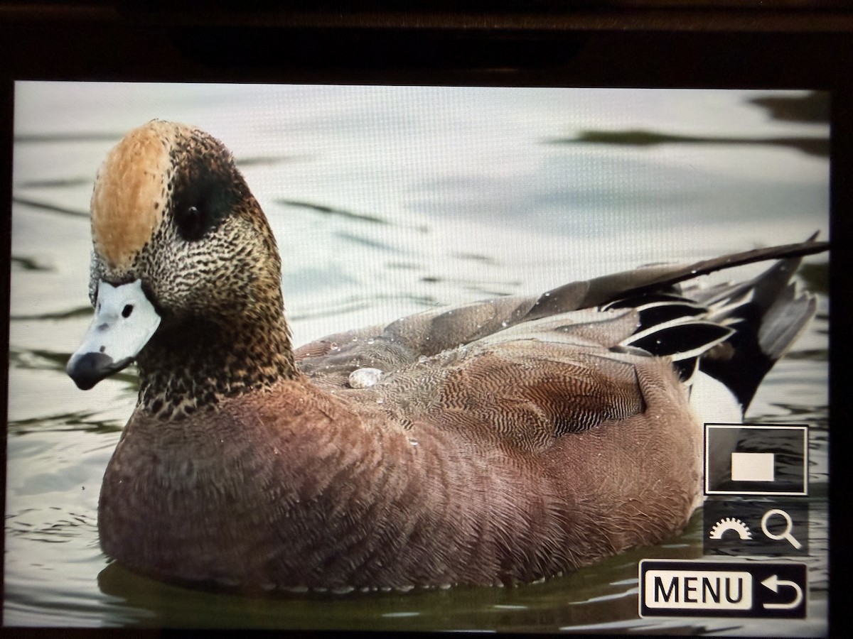 Ahate txistularia x txistulari amerikarra (hibridoa) - ML645720754