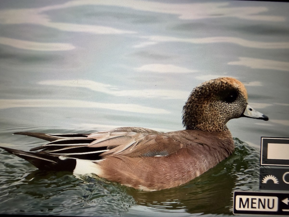 Ahate txistularia x txistulari amerikarra (hibridoa) - ML645720755