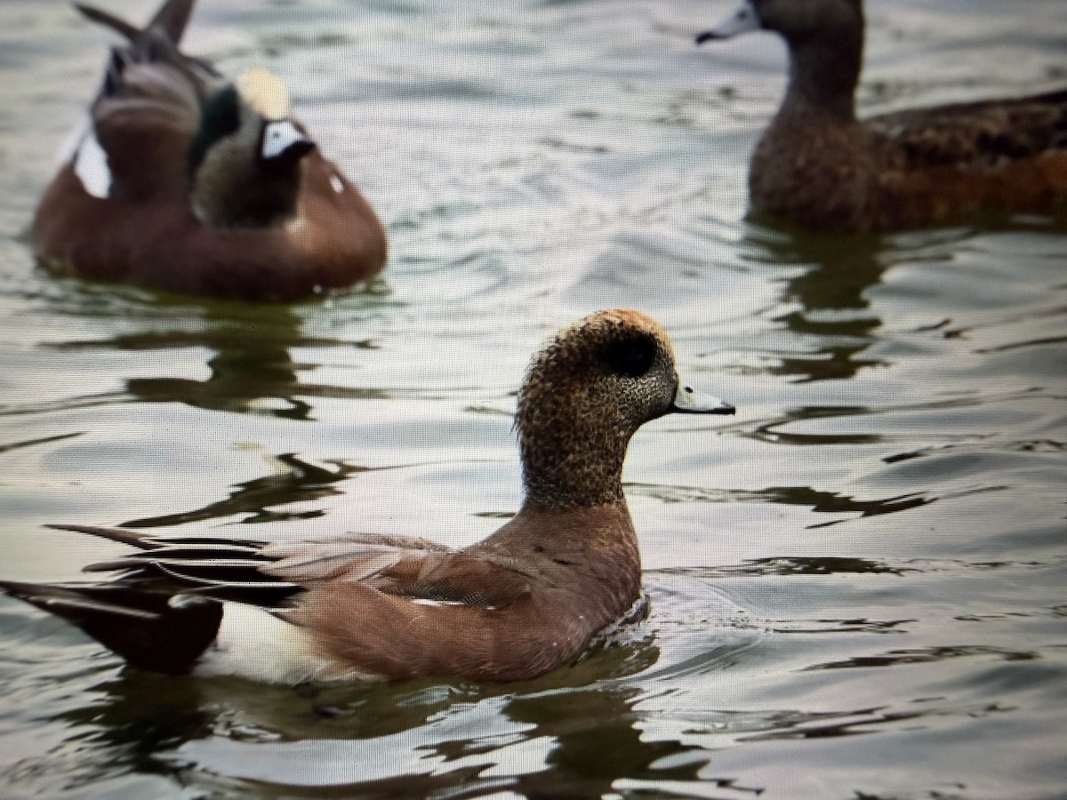 Ahate txistularia x txistulari amerikarra (hibridoa) - ML645720756