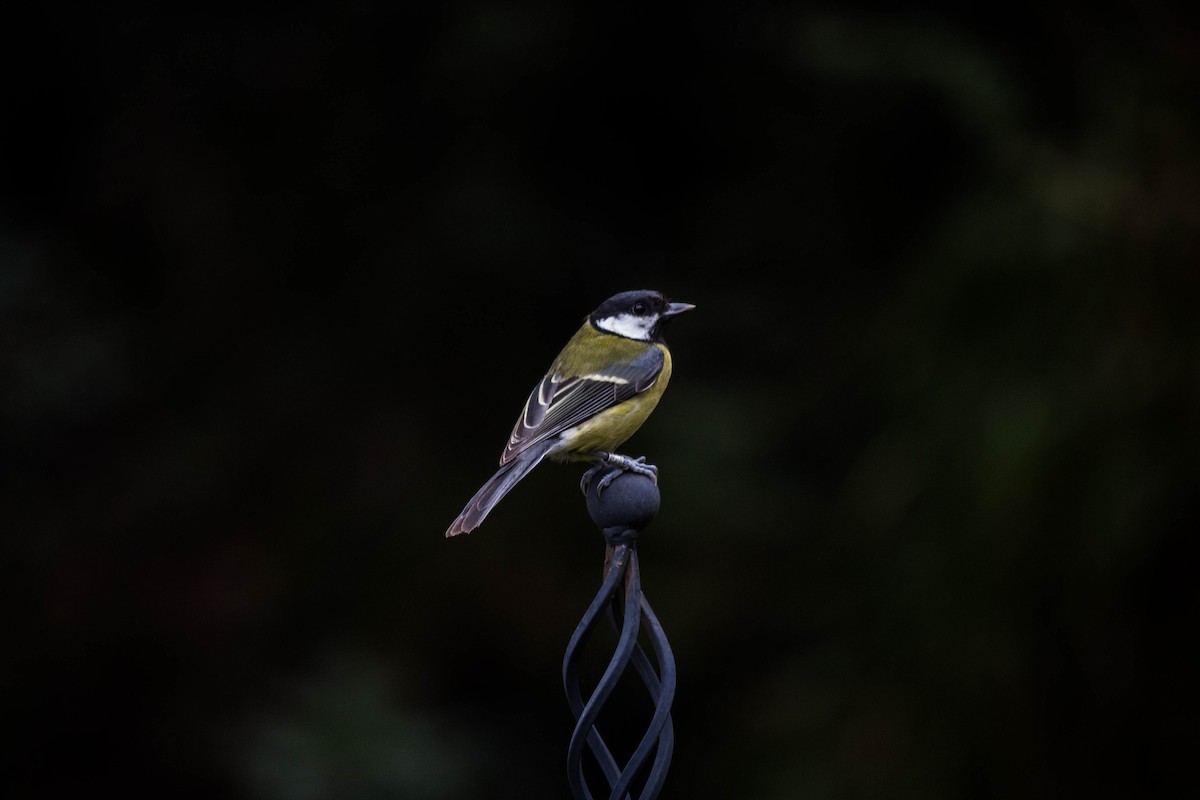 Great Tit - ML645720757