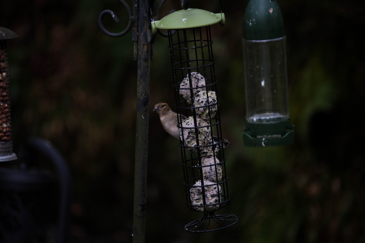 Common Chaffinch - ML645720758