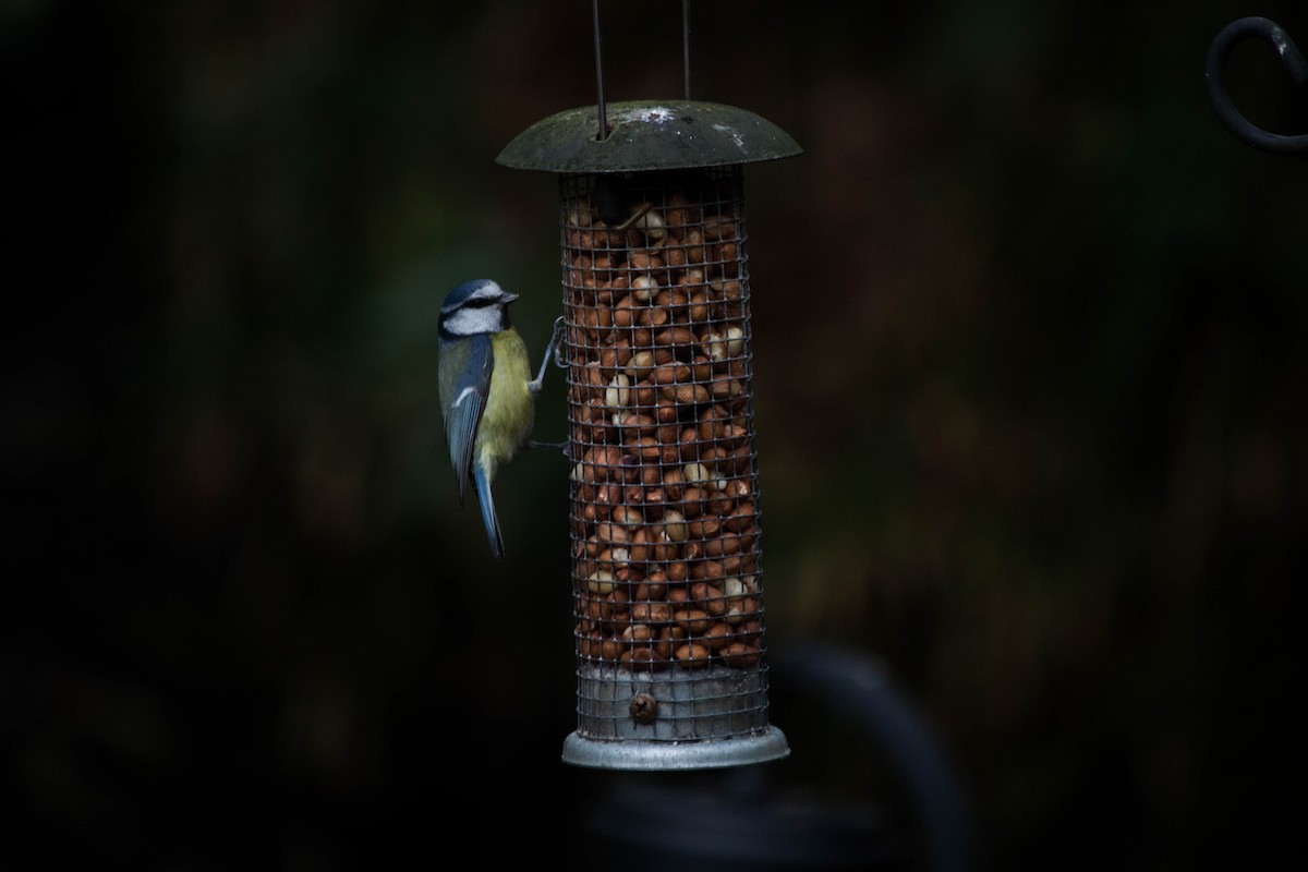 Eurasian Blue Tit - ML645720759