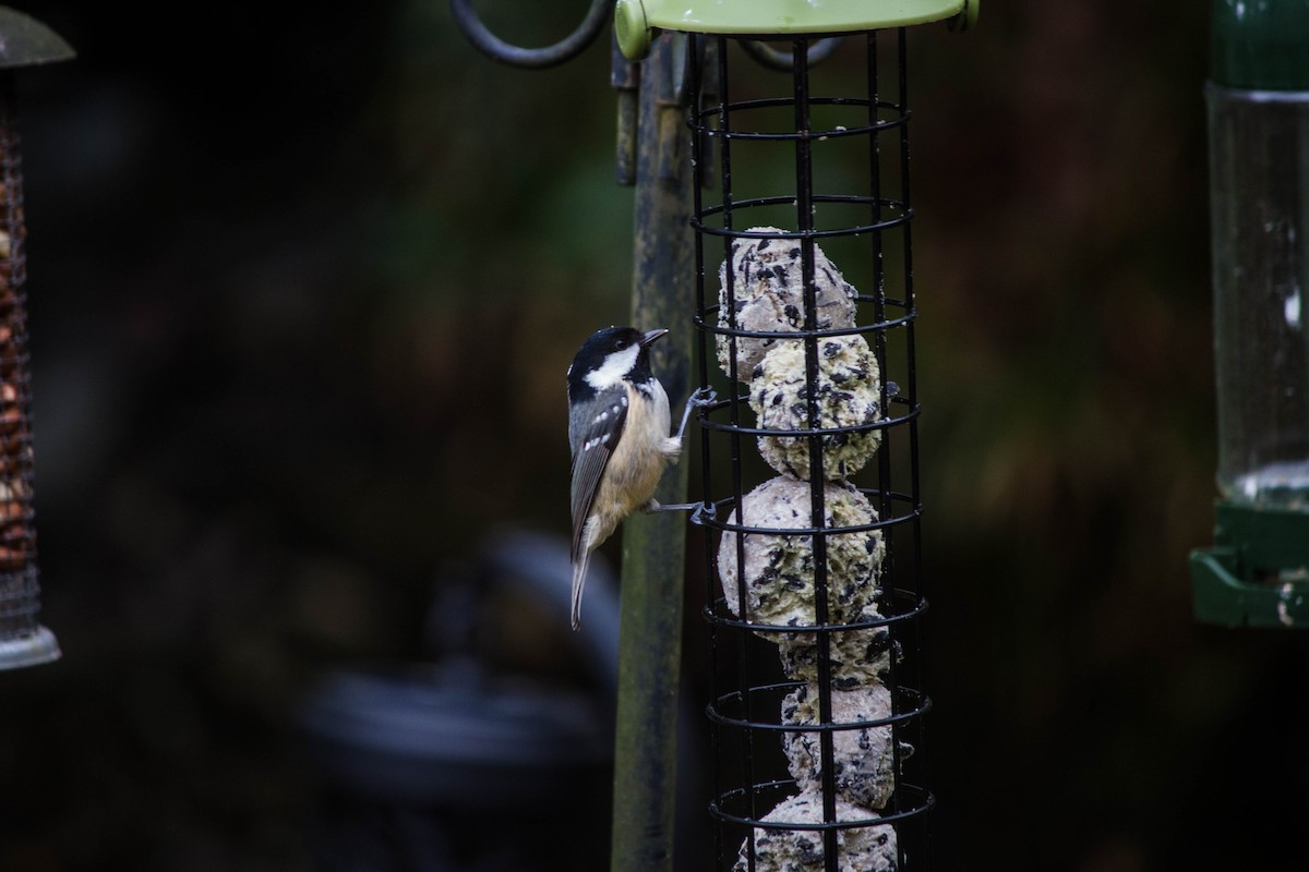 Coal Tit - ML645720760