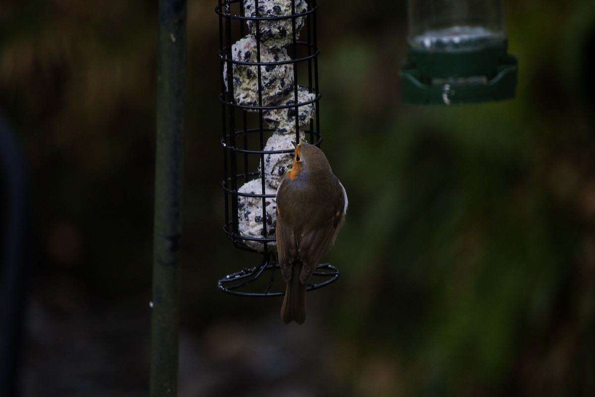 European Robin - ML645720761