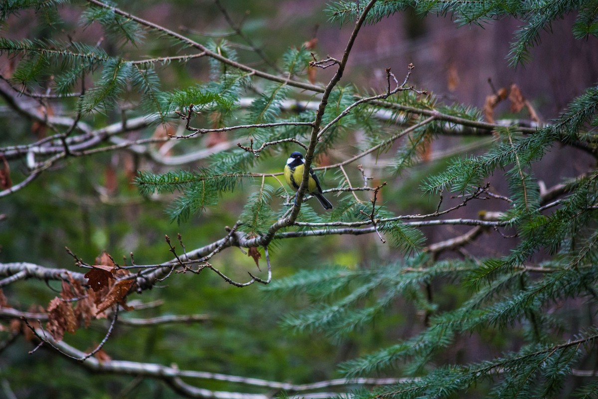 Eurasian Blue Tit - ML645720763