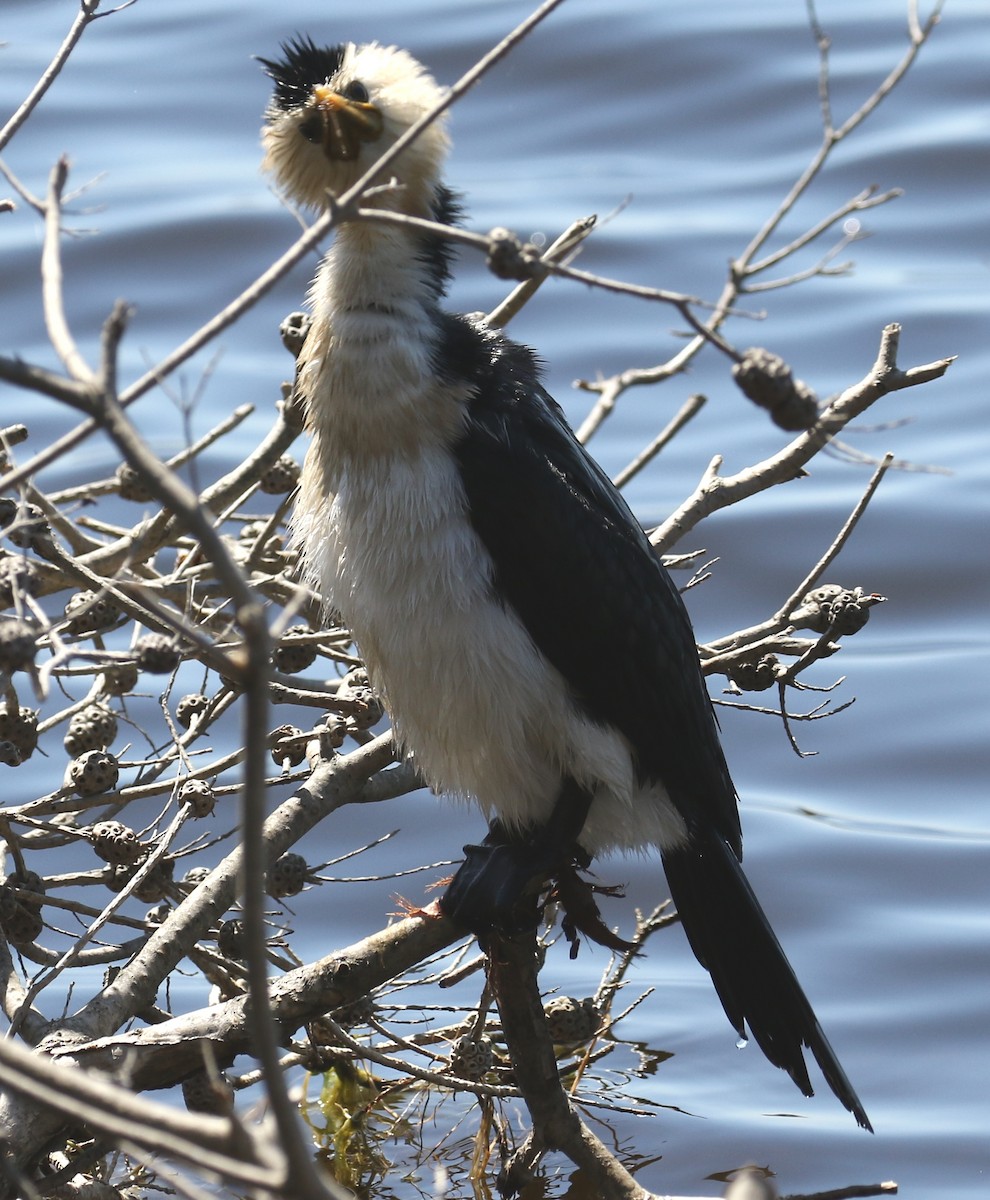 Little Pied Cormorant - ML645720770