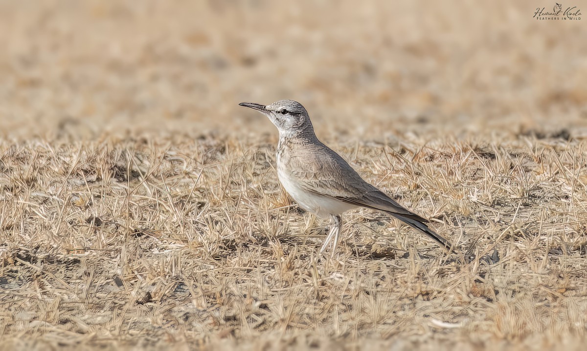 אלימון - ML645720774