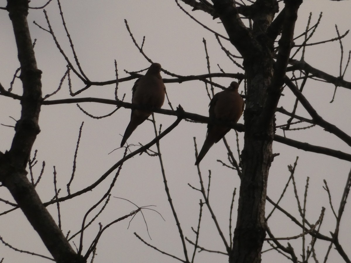 Mourning Dove - ML645720777