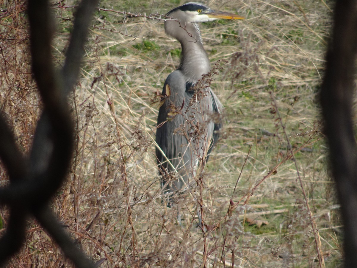 Great Blue Heron - ML645720782