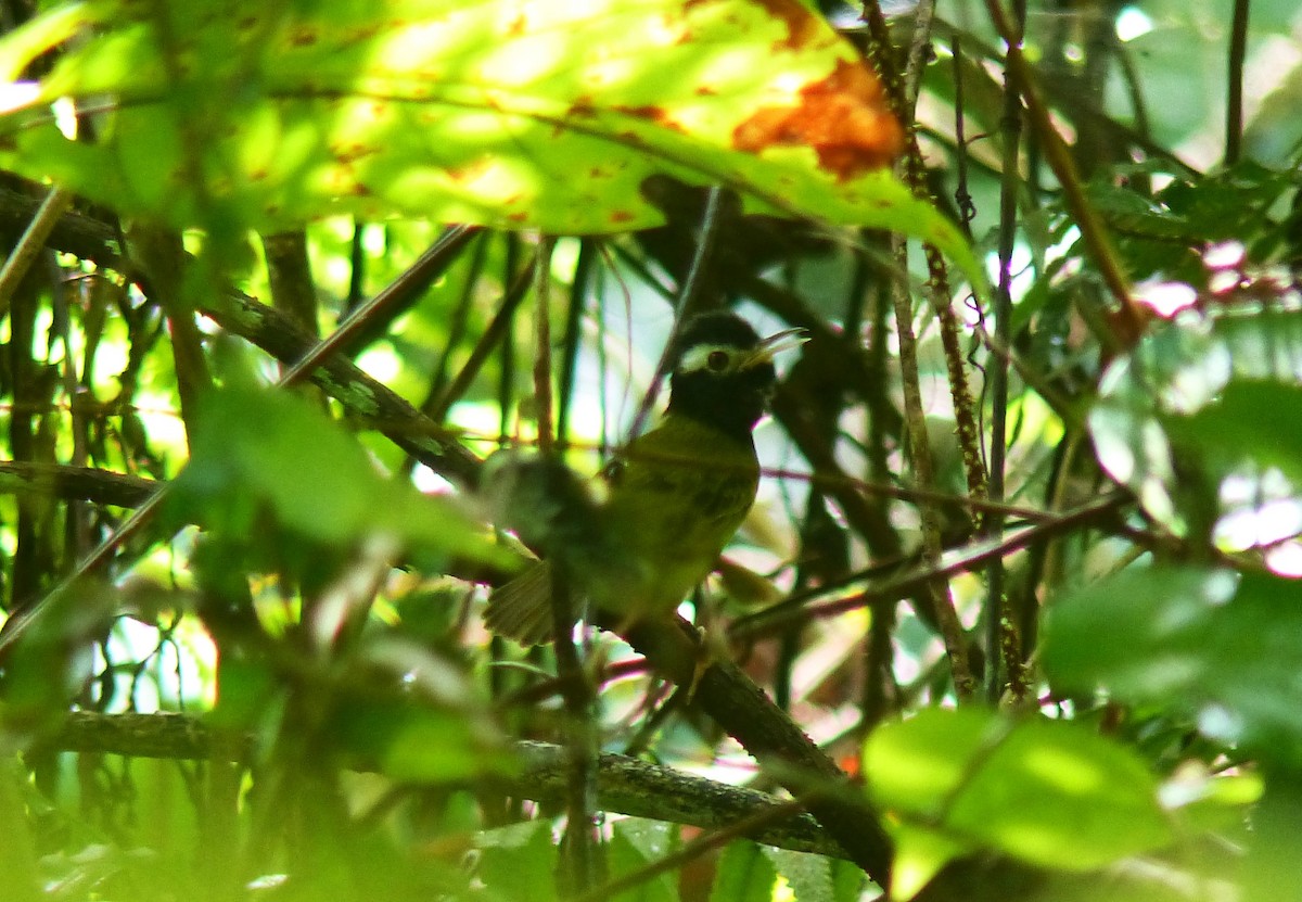White-browed Tailorbird - ML645720785