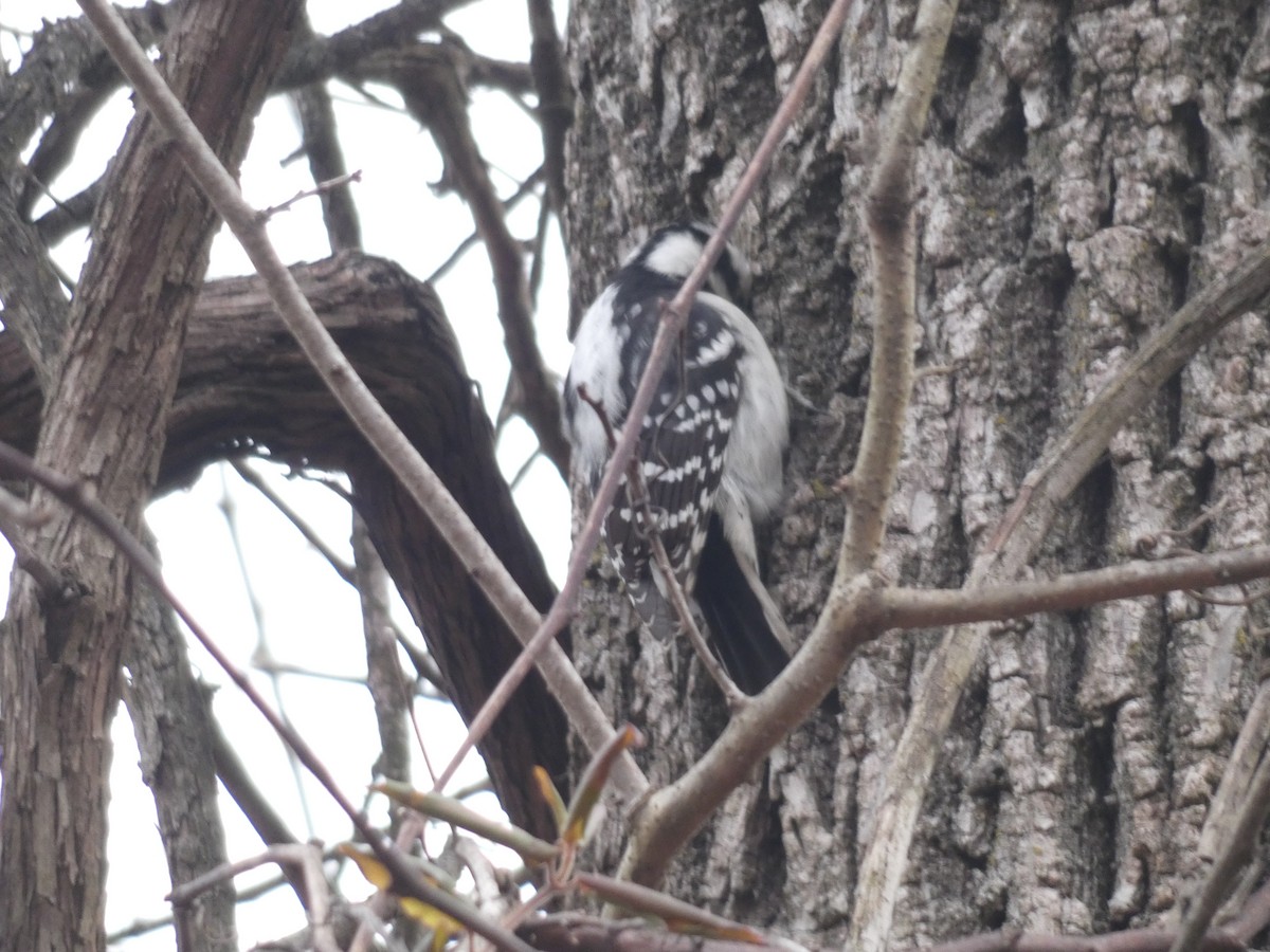 Downy Woodpecker - ML645720792